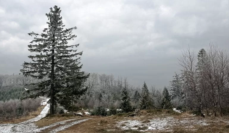 forest 2155750 1280