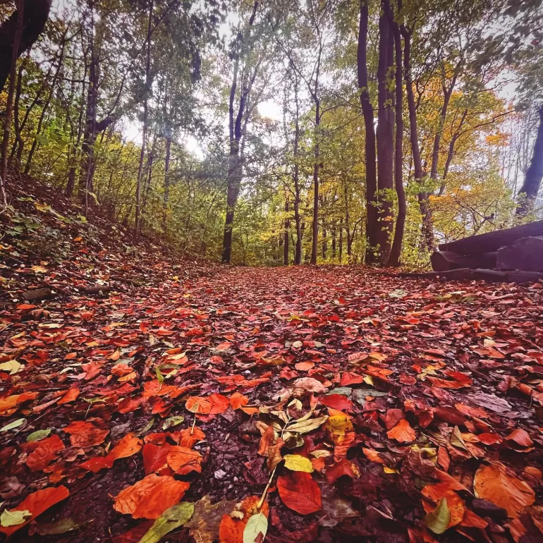 cieszyn,cieszynrobiwrażenie,lasekmiejskicieszyn,jesień,fotodnia,instagram