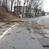 [FOTO] Groźne zdarzenie na ul. 3 Maja w Cieszynie. Drzewo przewróciło się na jezdnię