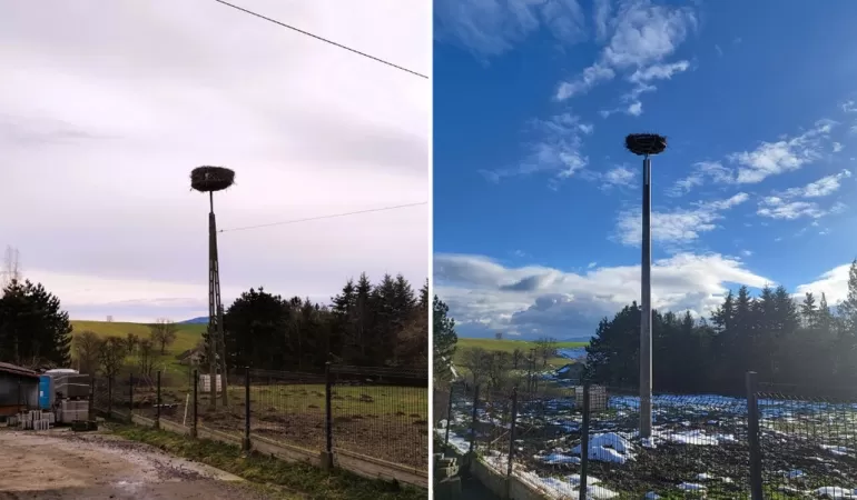 Gniazdo bocianów w Cieszynie przed i po renowacji